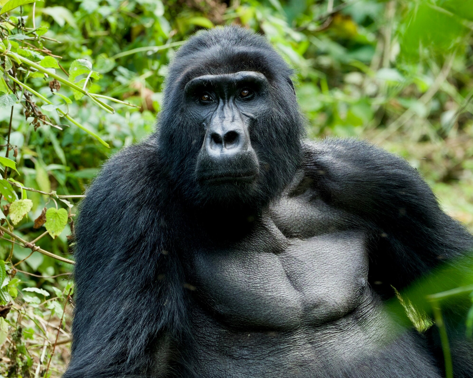 Gorilla im Gebüsch