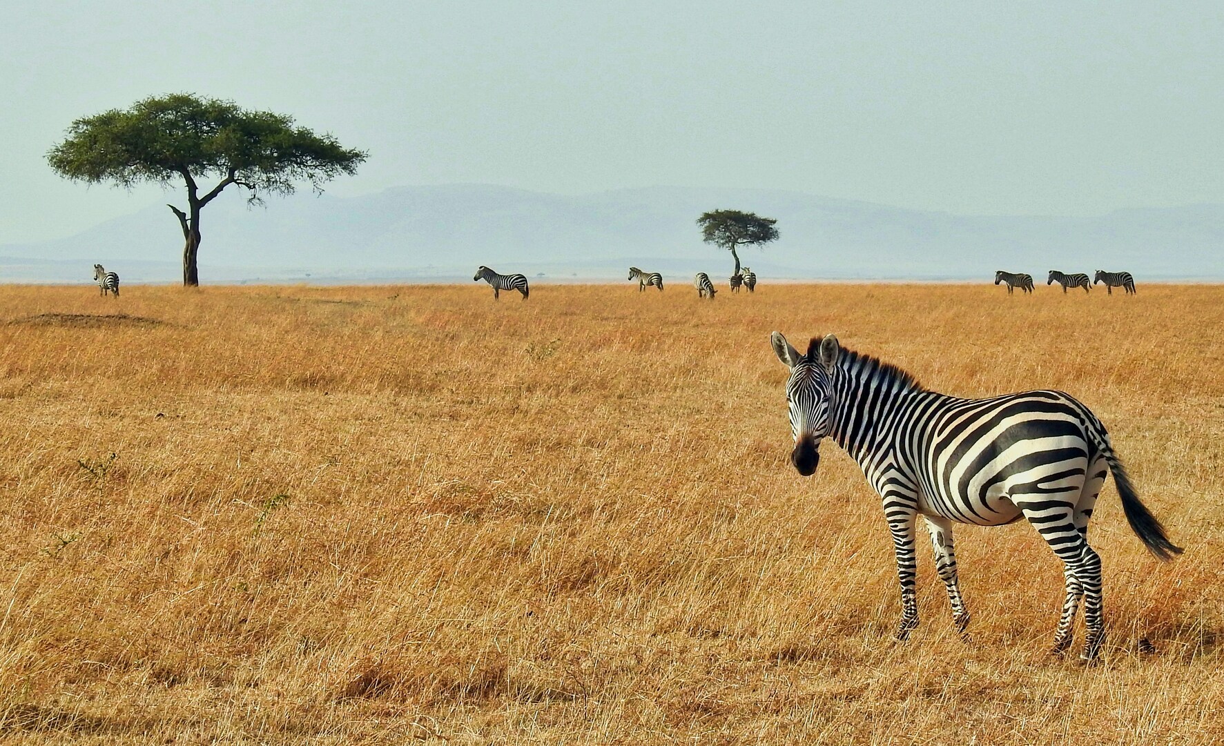 Zebras, Bäume, Steppe