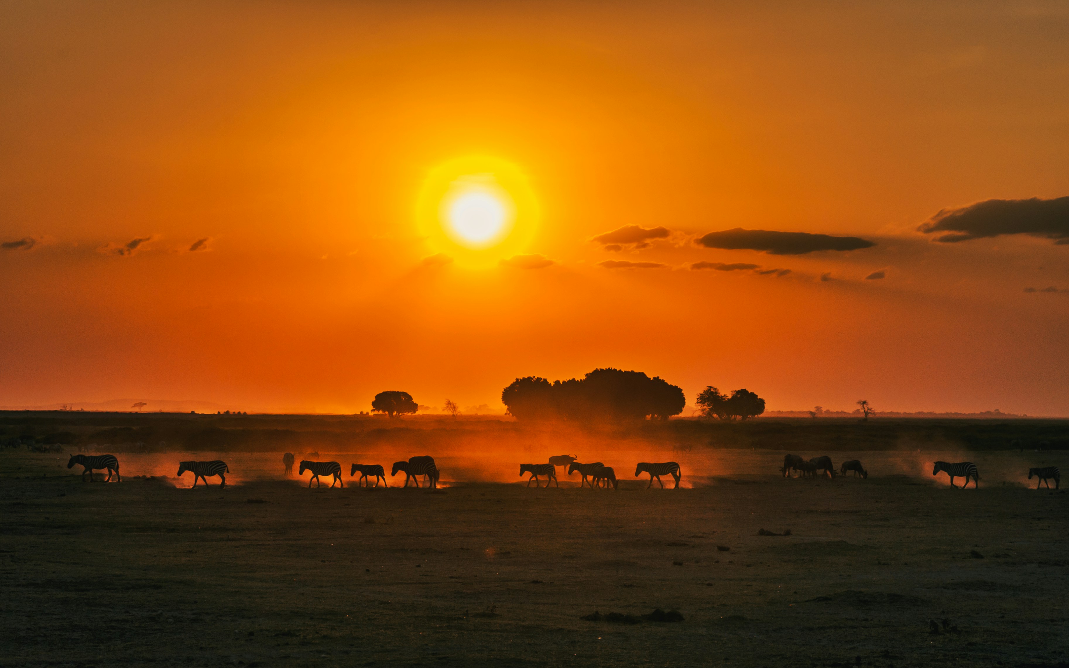 Herde im Sonnenuntergang