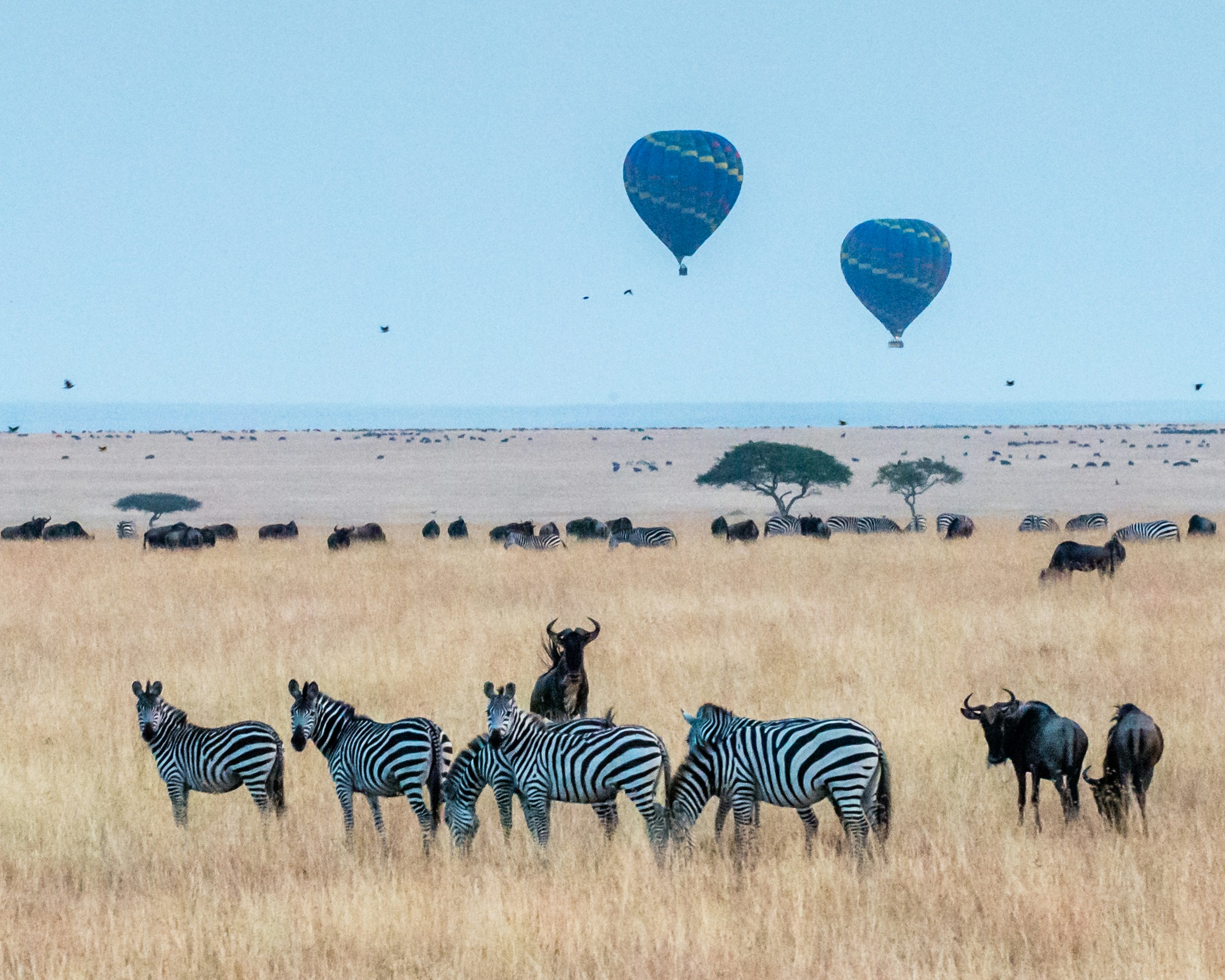 Zebras, Heissluftballons