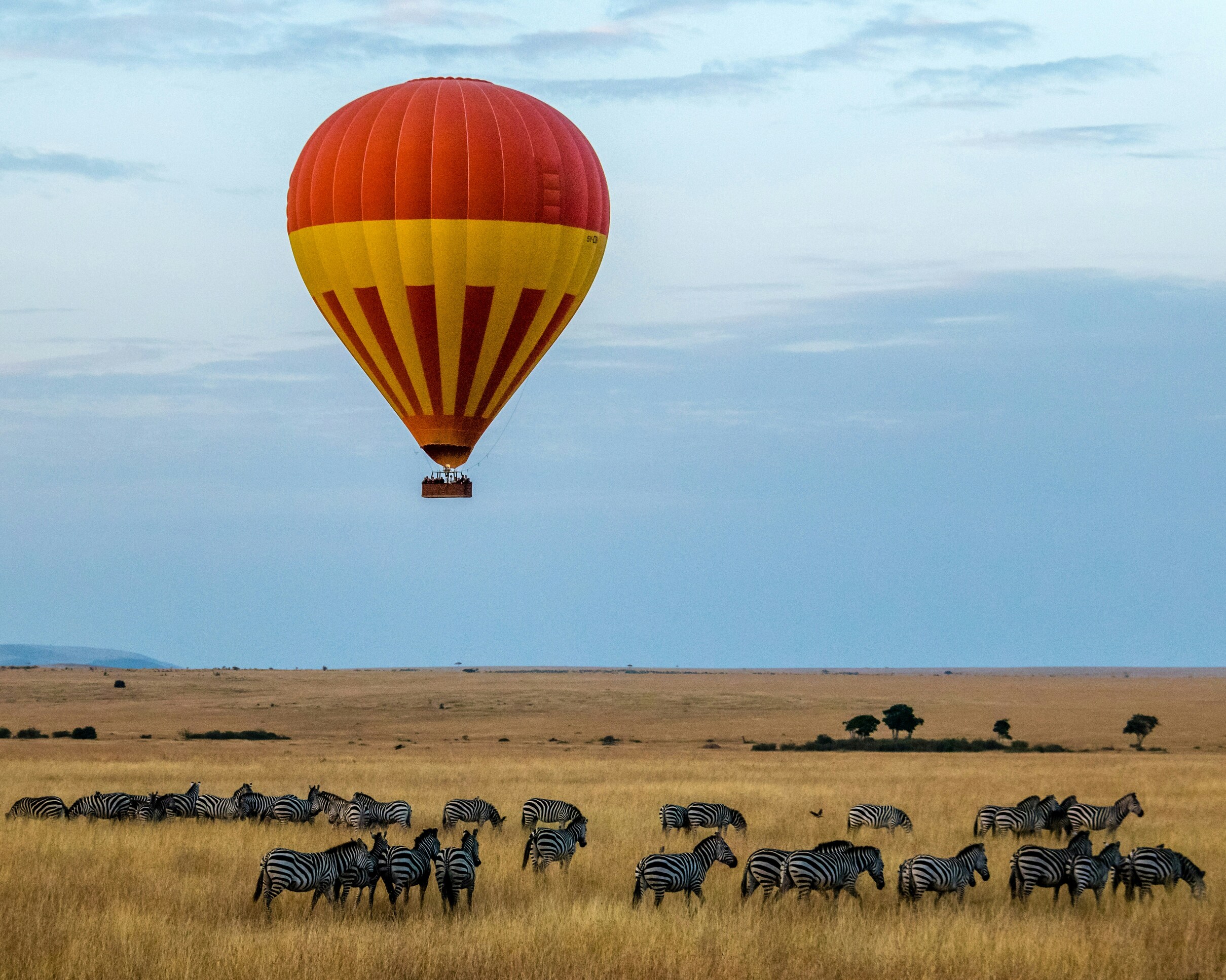 gelb-roter Heissluftballon, Zebras