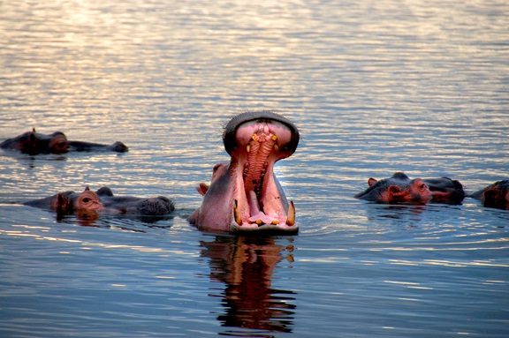 Nilpferd im Wasser