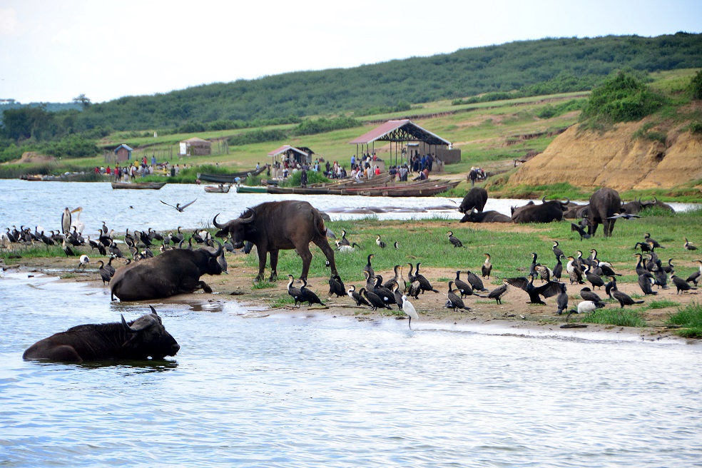 Tiere am Fluss