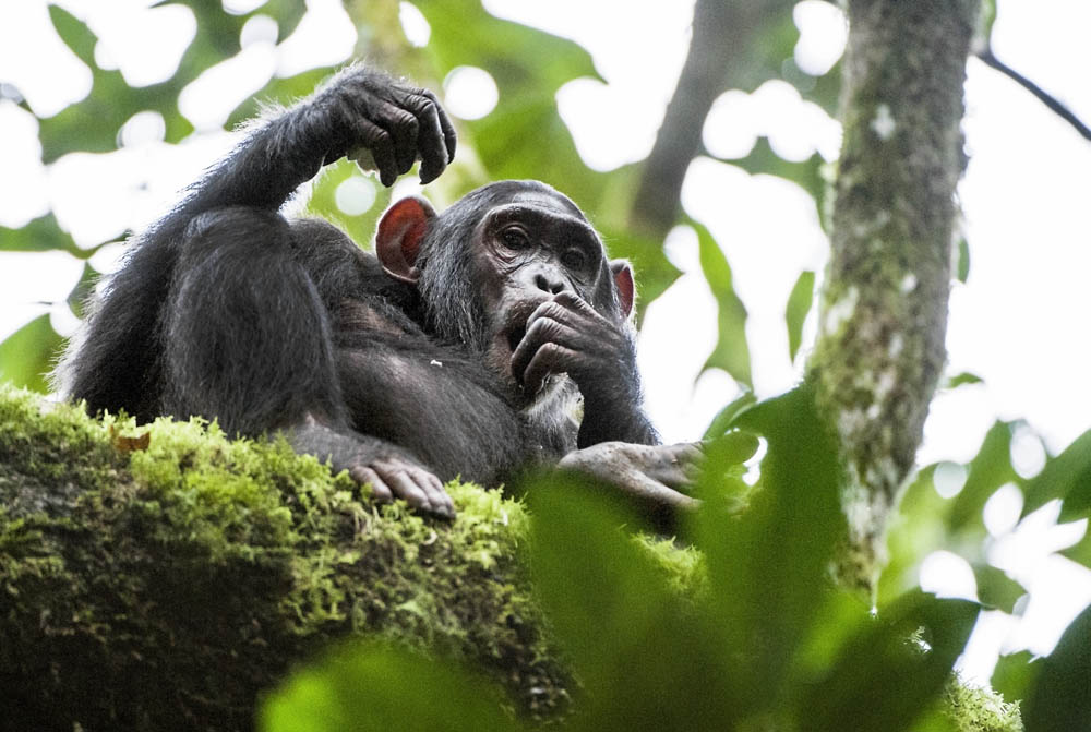 Gorilla im Baum